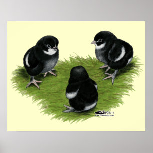 Marans Black Copper Chicks Poster