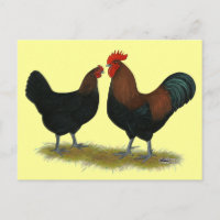Marans Black Copper