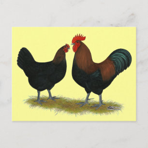 Marans Black Copper Postkarte