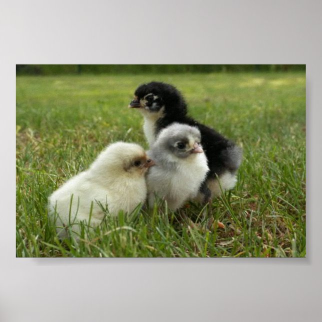 Marans Chicks Poster (Vorne)