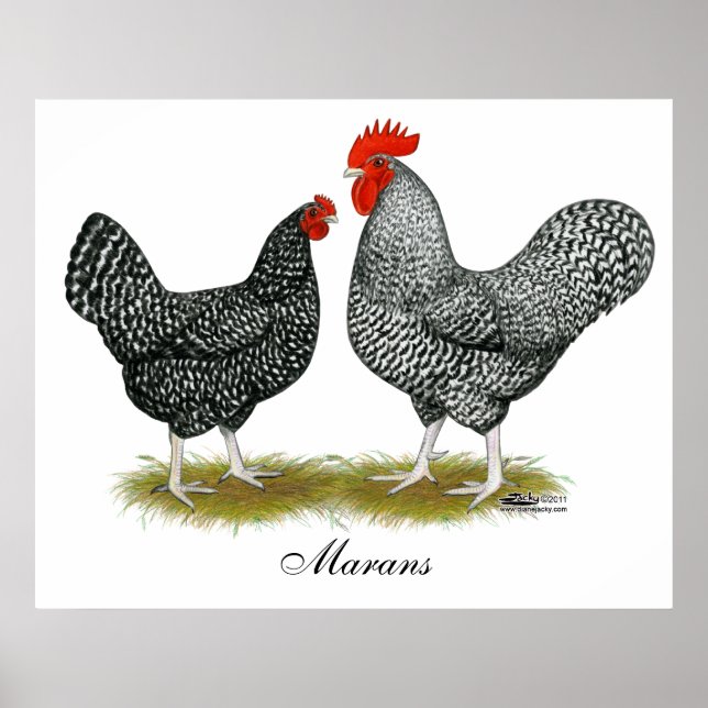 Marans: Cuckoo Pair Poster (Vorne)