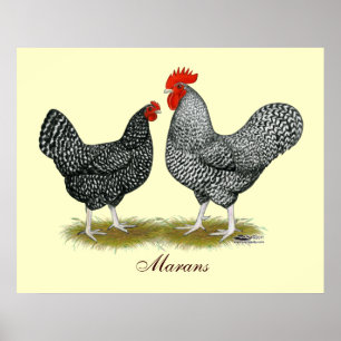 Marans: Cuckoo Pair Poster