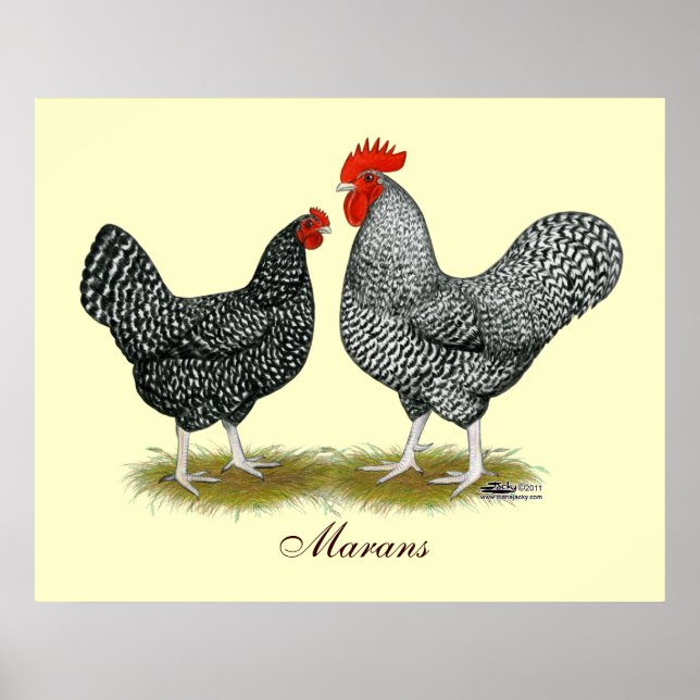 Marans: Cuckoo Pair Poster (Vorne)