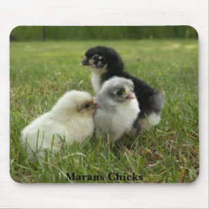 Marans Küken Mousepad