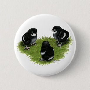Marans Schwarz Kupfer Küken Button