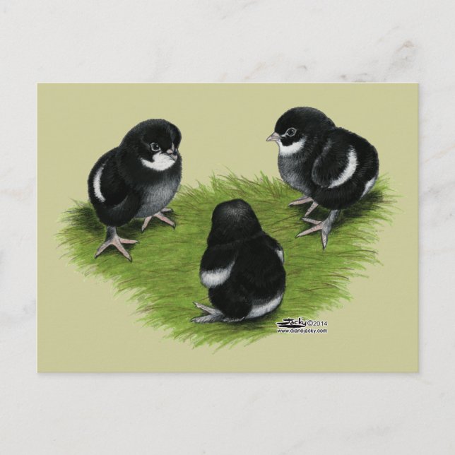 Marans Schwarz Kupfer Küken Postkarte (Vorderseite)