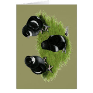 Marans schwarze kupferne Küken