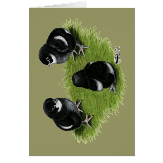 Marans schwarze kupferne Küken (Vorne)