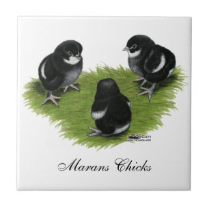Marans schwarze kupferne Küken Fliese
