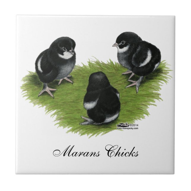 Marans schwarze kupferne Küken Fliese (Vorderseite)