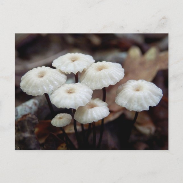 Marasmius rotula Mushroom Postcard Postkarte (Vorderseite)