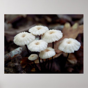 Marasmius rotula Mushroom Poster