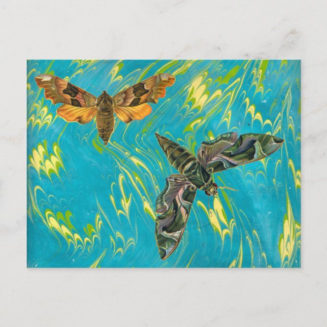 Marble Moth Postcard Postkarte (Vorderseite)
