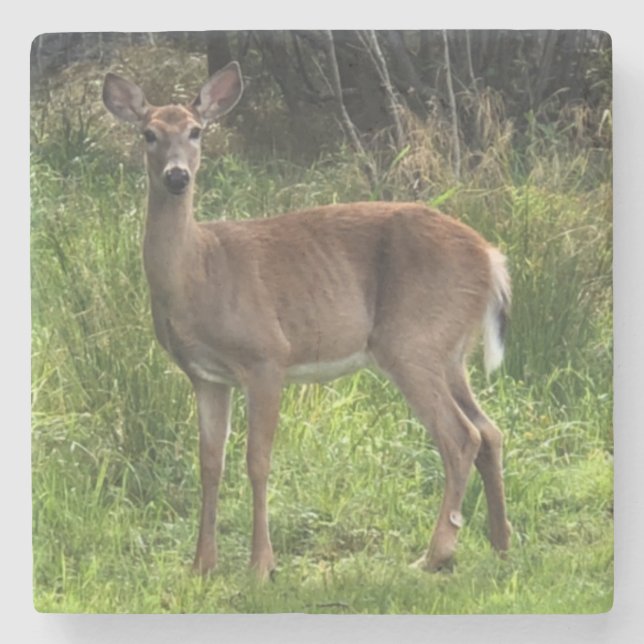 Marble Stone Deer Untersetzer (Vorderseite)