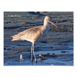 Marbled Godwit bei Sunset Fotodruck