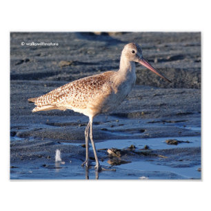 Marbled Godwit bei Sunset Fotodruck