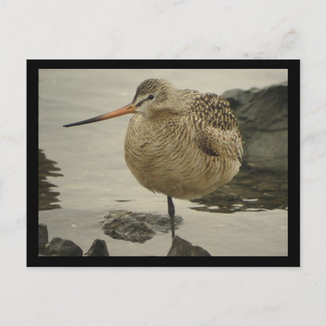 Marbled Godwit Postcard Postkarte (Vorderseite)