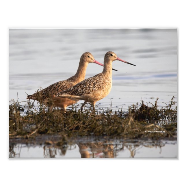 Marbled Godwits bei Blackie Spit Fotodruck (Vorne)