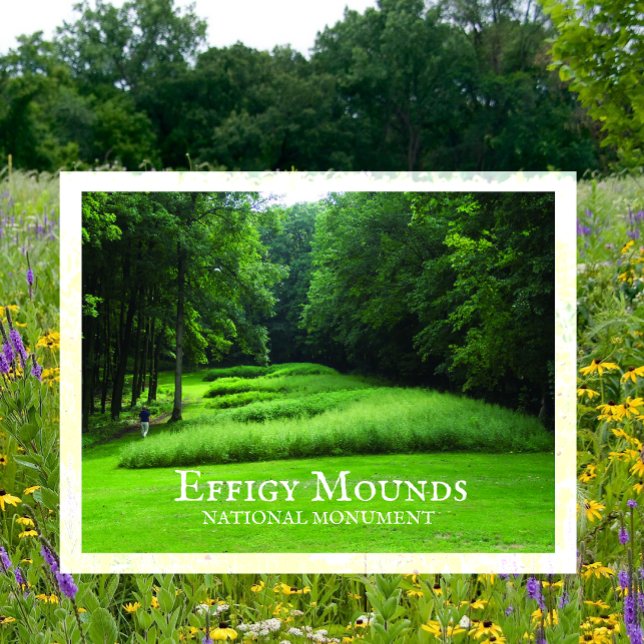 Marching Bear Mounds Group, Summer, Effigy Mounds Postkarte (Von Creator hochgeladen)