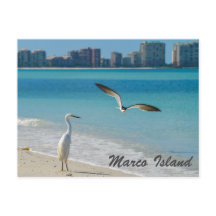 Marco Island Wildlife Postkarte