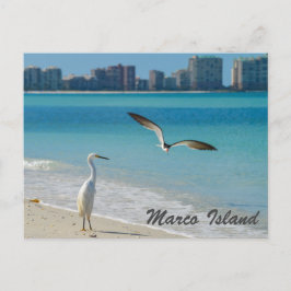 Marco Island Wildlife Postkarte