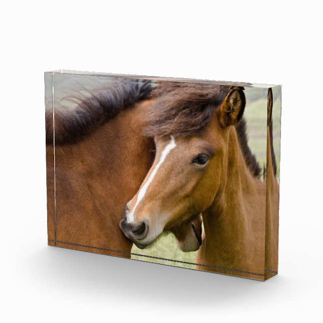 Mare and Colt Fotoblock (Rechts)