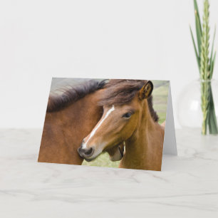 Mare and Colt Karte