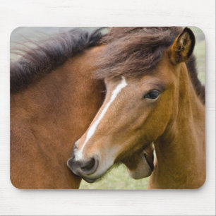 Mare and Colt Mousepad