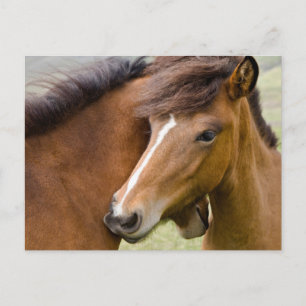 Mare and Colt Postkarte