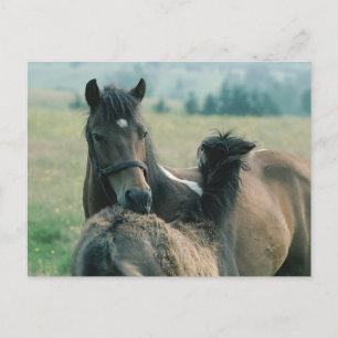 Mare and Foal Grooming einander Postkarte