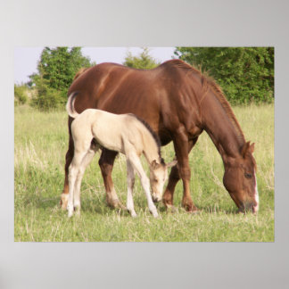 Mare and Foal Poster