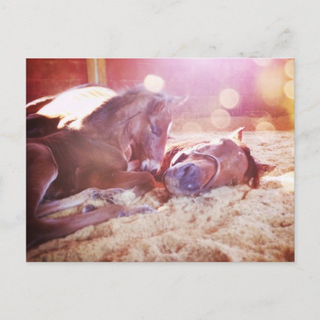 Mare and Foal Postkarte (Vorderseite)