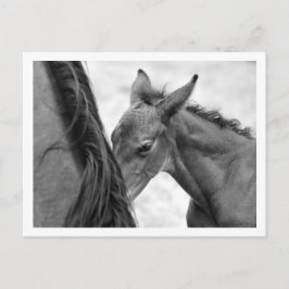 Mare and Foal Postkarte