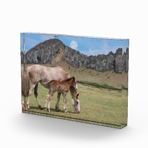 Mare & Colt am Vulkankrater von Rano Raraku Fotoblock