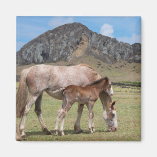 Mare & Colt am Vulkankrater von Rano Raraku Magnet