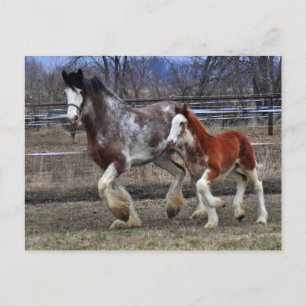 Mare & Colt laufen Postkarte