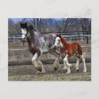 Mare & Colt laufen Postkarte