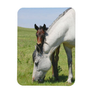 Mare Grading mit Colt Magnet