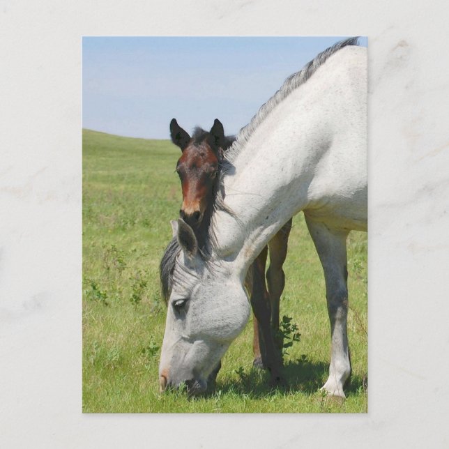 Mare Grazing mit Colt Postkarte (Vorderseite)