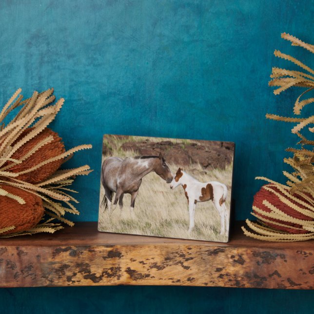 Mare mit Colt Fotoplatte (Seite)