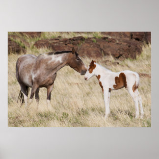 Mare mit Colt Poster