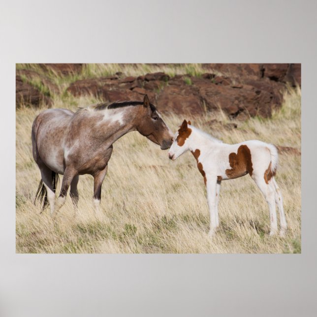 Mare mit Colt Poster (Vorne)