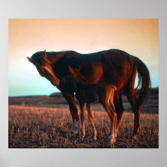 Mare und Colt Poster (Vorne)