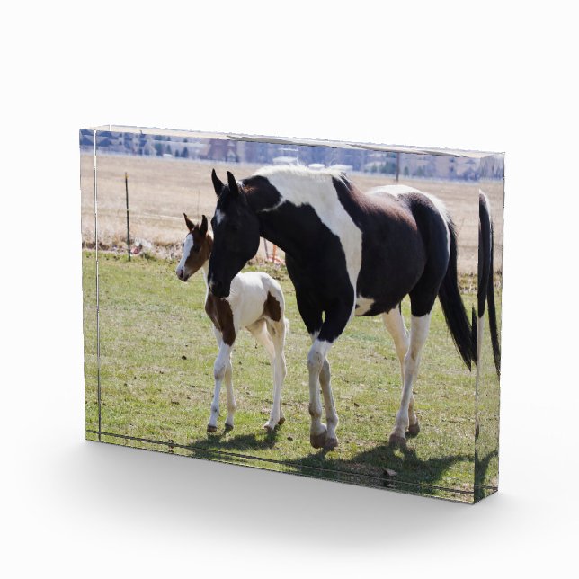 Mare und Filly Walking Fotoblock (Rechts)
