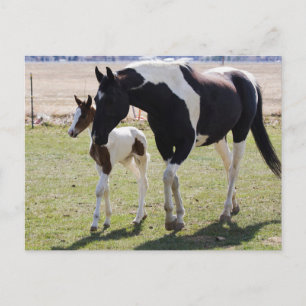 Mare und Filly Walking Postkarte