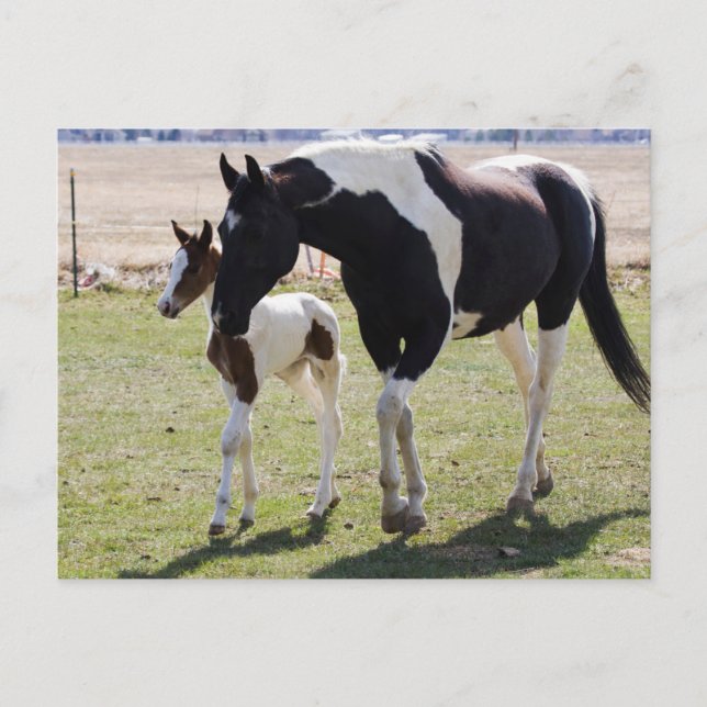 Mare und Filly Walking Postkarte (Vorderseite)