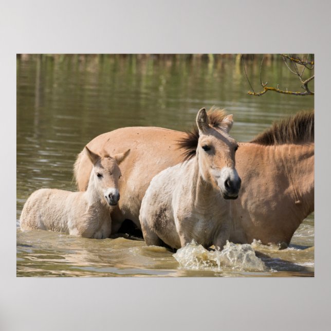 Mare with Foal Crossing a River Poster (Vorne)