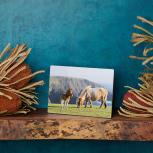 Mare with Foal, Shetland Islands, Schottland Fotoplatte