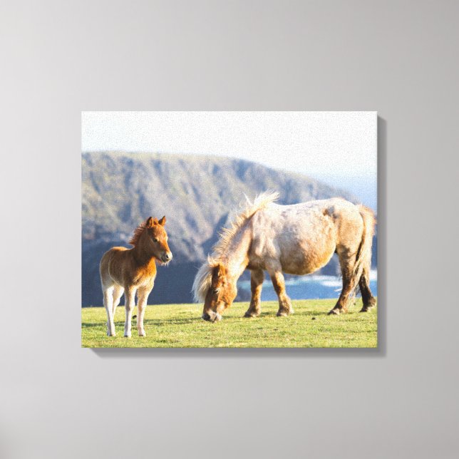Mare with Foal, Shetland Islands, Schottland Leinwanddruck (Vorderseite)
