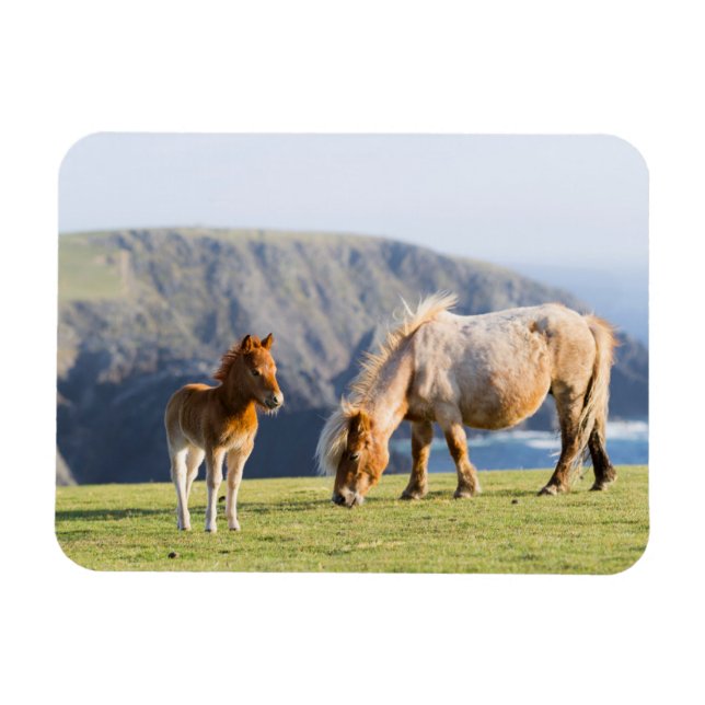 Mare with Foal, Shetland Islands, Schottland Magnet (Horizontal)